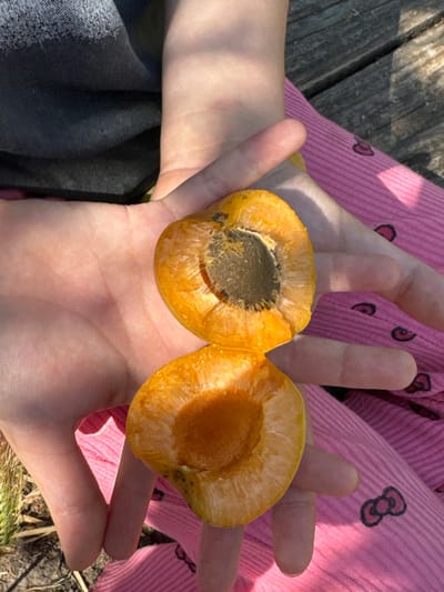 An overhead medium shot captures a pair of hands holding two halves of a ripe apricot. The apricot halves are a vibrant orange, with the pit cavity of each clearly visible. The hands themselves are light-skinned, with visible lines on the palms, suggesting a young person. They are positioned centrally, cradling the fruit. The background consists of pink fabric with a subtle striped pattern, adorned with black bow designs. To the left and top of the hands, a dark grey t-shirt is visible. The scene is illuminated by direct sunlight, casting strong shadows and creating a bright, outdoor ambiance. The ground appears to be made of weathered wooden planks, suggesting an outdoor setting, possibly a deck or outdoor seating area. There are hints of green vegetation in the lower left corner. The overall impression is one of a simple, candid moment of enjoying fresh fruit.