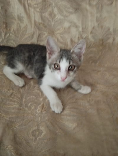 The image shows a gray and white kitten lying on a textured, beige fabric. The fabric has a raised, embossed floral pattern. The kitten is looking towards the camera with its body mostly facing left, but its head turned to the right. It has large, attentive eyes with golden irises, a pink nose, and prominent ears. Its front paws are extended forward, with one paw partially visible on the right side of the frame. The kitten appears to be resting or playing on the fabric. The lighting suggests it could be daytime, possibly indoors. No text is visible in the image. The scene is a close-up shot of the kitten and the fabric.