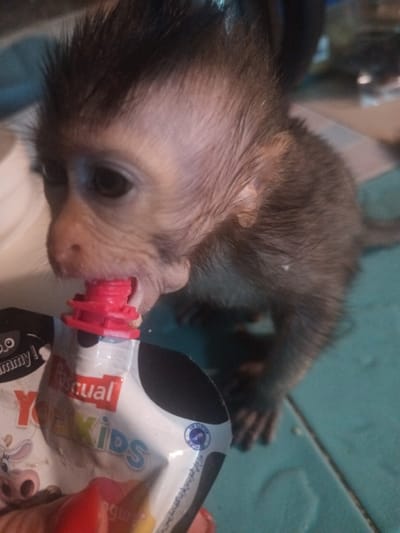 The image captures a young monkey engaged in drinking from a yogurt pouch, set against a teal-colored tiled surface in Ban Tai, Thailand. The monkey, likely a juvenile, has dark, spiky fur on its head and back, contrasting with its lighter-toned face. Its dark, alert eyes are visible as it holds the red plastic spout of a white food pouch in its mouth. The pouch is branded "Pascual YOGKIDS" and features a cartoon cow illustration. Partially visible text includes "mmy!" (likely from "Yummy!") and "gur" (suggesting "yogurt"). A small blue circular logo with the word "Quality" is also discernible. Additionally, Arabic text is visible on the pouch: "موزع في المغرب من طرف اكتيف دست بيستون من", translating to "Distributed in Morocco by Activdist Bestun". A human hand is subtly implied to be holding the pouch. The background is softly blurred, drawing attention to the monkey and its meal, with ambient lighting suggesting either daytime or a well-lit indoor setting.