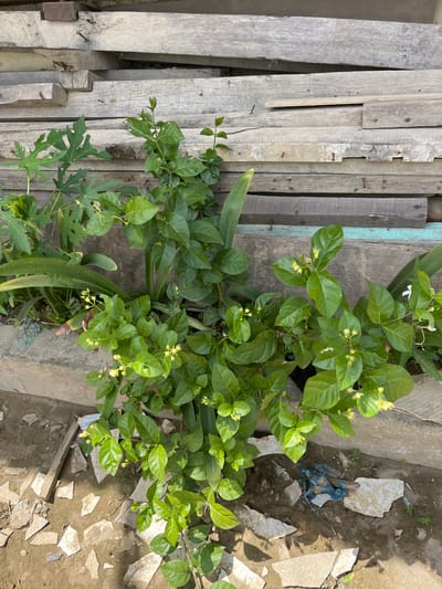 The image shows an overhead view of a plant with green leaves and small white and yellow flowers, positioned next to a wall. To the left of the plant are stacked pieces of weathered grey wood. The ground to the right of the wall is dirt with scattered pieces of white tile or concrete and some blue plastic debris. The scene appears to be outdoors in daylight, with shadows suggesting a sunny day. The setting seems to be an outdoor area, possibly a yard or a cluttered space, with a focus on the plant and its surroundings. No people are visible. There is no discernible text in the image. The overall impression is one of an unkempt outdoor environment with natural elements and discarded materials.