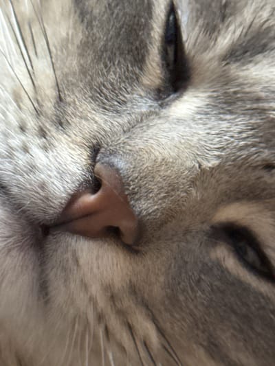 A close-up, angled photograph captures the face of a domestic feline, specifically a cat exhibiting gray and white tabby markings. The animal's eyes are closed or heavily lidded, indicating a state of repose. A pinkish-brown nose is prominently featured on the left side of the frame, with numerous individual whiskers visible, extending horizontally from the muzzle area. The fur displays a pattern of varied shades of gray, white, and subtle brown tones, forming distinct stripes and mottling. The background is out of focus, suggesting an indoor environment, with no discernible objects or features beyond the subject. This scene is located in the city of Kurganinsk, Russia.