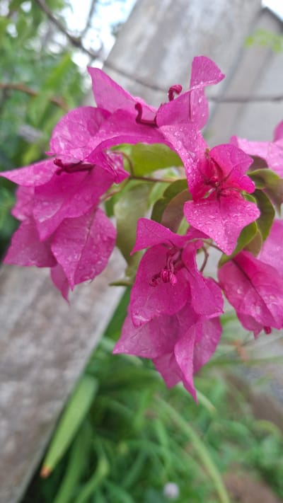 The image features a close-up of vibrant pink bougainvillea flowers, which appear to be wet, possibly from rain or dew. The flowers are the primary subject, with their delicate petals and intricate details prominently displayed. Behind the flowers, the background is blurred, showing hints of greenery and what appears to be a concrete structure, possibly a wall or pathway. The lighting suggests it might be daytime, with soft, diffused light. The scene is natural and serene, with the focus solely on the beauty of the flowers. There is no text visible in the image, and no people or animals are present. The overall impression is one of natural beauty and tranquility, perhaps captured in a garden or outdoor setting in Gazalkent, Uzbekistan.