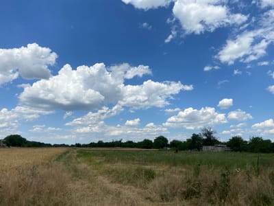 The image depicts a rural landscape under a bright blue sky dotted with fluffy white clouds. In the foreground, a field of dry, golden grass stretches across the left side of the frame, with a dirt path or track cutting through it towards the center. To the right of this path, the field transitions to taller, greener vegetation. A line of trees forms a distant horizon across the middle ground, with some structures, possibly sheds or small buildings, visible among the trees on the right side. A small brown animal, possibly a horse, can be seen standing in the green field on the right. The overall scene suggests a warm, possibly summer day in a semi-arid or agricultural region. There is no indication of the city of Таганрогский, Russia, in the image itself.