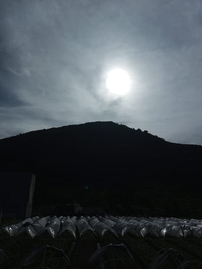 The image depicts an agricultural landscape in Salai Har Htan, Myanmar, under a hazy, overcast sky with a bright, intense sun visible in the upper central-right. A large, dark, silhouetted mountain range occupies the midground, exhibiting indistinct vertical elements along its ridgeline. The foreground features an expansive agricultural field with numerous parallel rows of low-lying crop covers, constructed from reflective, translucent plastic material, beneath which green vegetation is discernable. To the far left foreground, a dark, vertical rectangular object, possibly part of a building or a large container, is partially visible. The scene is strongly backlit, rendering much of the landscape, including the mountain and parts of the foreground, in deep shadow, while the plastic crop covers exhibit significant specular highlights from the sun. No individuals or overt actions are depicted.