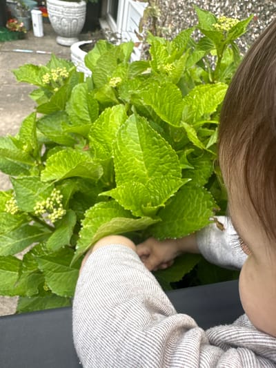 A close-up shot focuses on a baby's head and arm reaching towards a lush green plant with tiny yellow buds. The baby, facing away from the camera, has dark brown hair and is wearing a textured grey and white striped sweater. The plant, possibly a hydrangea, is vibrant and fills most of the frame, with large, textured leaves. In the background, out of focus, is a paved area with planters and a white ornate pot. The scene appears to be outdoors, possibly in a garden or patio area. Given the mention of Macclesfield, United Kingdom, the environment suggests a temperate climate, likely spring or summer, with the plant in its early blooming stage.