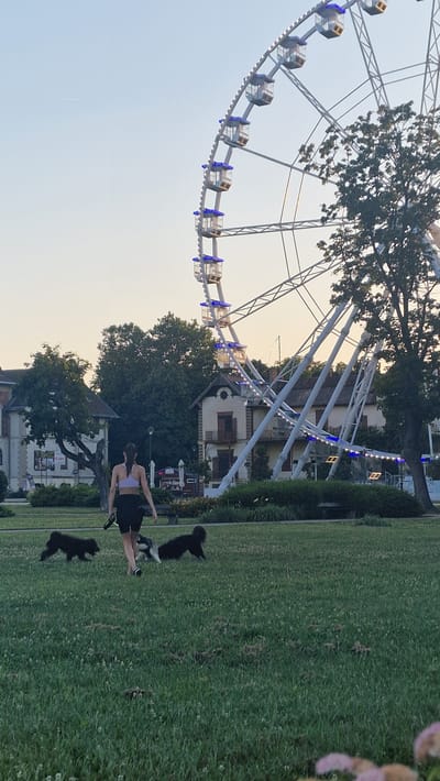 The image shows a woman walking in a grassy park with three dogs, a black dog on the left, a black dog on the right, and a medium-sized black and white dog in the center. In the background, a large Ferris wheel is visible, illuminated with blue lights, and several buildings with tiled roofs and balconies. The scene is set in Keszthely, Hungary, a town on the western shore of Lake Balaton. The sky is clear with a soft sunset glow.