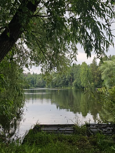 This image depicts a tranquil natural scene at the edge of a lake in Ulitkino, Russia. The foreground is dominated by lush green grass and the dark, textured bark of a large tree trunk on the left, with its branches and leaves creating a natural frame for the view. In the lower right corner, a slatted wooden structure, possibly a dock or a seating area, rests on the grassy bank, partially submerged in the water.
The lake itself stretches across the middle ground, its surface reflecting the surrounding greenery and the overcast sky. The water appears calm, with ripples indicating a gentle breeze. Across the lake, a dense forest line forms the backdrop, composed of various shades of green from deciduous and coniferous trees. A small, white structure, possibly a part of a pier or a small building, is visible on the far bank among the trees. The overall atmosphere is serene and untouched, suggesting a peaceful rural or park setting. There are no people or animals visible in the frame.