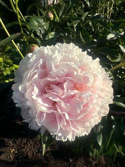 A close-up, overhead shot captures a large, fully bloomed pink peony flower against a backdrop of dark green foliage and rich brown soil. The peony, positioned slightly right of center, is a complex mass of delicate, ruffled petals that transition from a creamy white at the edges to a soft pink in the center. Sunlight highlights the edges of the petals, creating a luminous effect. Several unopened peony buds, tinged with green and pink, are visible among the leaves in the upper left and right of the frame. The soil in the foreground appears recently turned, with a few small green shoots emerging. The overall scene is one of natural beauty, bathed in bright sunlight, suggesting a garden setting in Maksimovshchina, Russia. There are no people or actions depicted in the image.