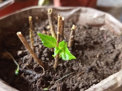 A small, recently sprouted plant is growing in a pot filled with dark soil. The plant has bright green leaves and is surrounded by several dried, brown stems, likely remnants of the previous plant. The pot appears to be made of a light brown material, possibly paper or a soft plastic. The background is blurred, but suggests an outdoor setting with some out-of-focus potted plants. This scene is located in Poltavka, Kyrgyzstan.