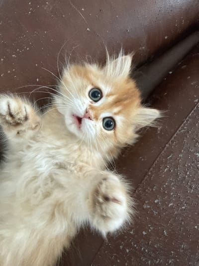 A close-up, high-angle shot captures a fluffy, light orange kitten lying on its back on a brown, textured surface that appears to be leather. The kitten's eyes are wide open and a bright blue-green, looking directly at the camera with a slightly pinkish mouth open. Its front paws are extended upwards. The brown surface is speckled with numerous small, light-colored specks, possibly dust or debris. The overall scene is simple, focusing entirely on the kitten and its immediate surroundings. There is no indication of the city of Yurukovo, Bulgaria within the image.