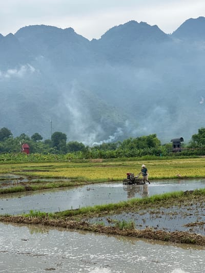 The image captures a rural scene in Mai Chau, Vietnam, characterized by lush green rice paddies and a backdrop of misty mountains. In the foreground, a farmer is operating a small tiller in a flooded rice field, its metallic components reflecting the overcast sky. The water in the paddy is shallow, with visible ripples and reflections of the surrounding vegetation and sky. The rice stalks are a mix of green and yellow, indicating different stages of growth.
Further back, a vibrant red windmill stands out against a dense line of trees, adding a touch of whimsical architecture to the landscape. Interspersed with the trees are banana plants, their broad leaves adding texture to the midground. A telecommunications tower rises above the foliage, a modern intrusion into the otherwise traditional setting. A dark, elevated structure, possibly a viewing platform or building, is visible to the right, adorned with small red flags. Wisps of smoke rise from the trees in the distance, suggesting agricultural burning or cooking fires, further contributing to the hazy atmosphere created by the mist rolling down the mountains. The mountains themselves are shrouded in a soft blue haze, their peaks blurred and indistinct, conveying a sense of depth and remoteness. The overall mood is tranquil and serene, capturing a moment of agricultural labor against a dramatic natural backdrop.