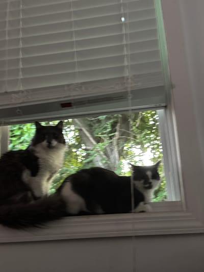 Two cats, one appearing to be a long-haired tabby with white markings, and another predominantly grey and white cat, are resting on a windowsill in a residential setting. The window has horizontal blinds partially drawn, allowing diffused natural light to illuminate the scene. Through the window, lush green foliage and tree branches are visible, suggesting an outdoor environment with trees. The cats are positioned on the interior ledge of the window frame. The overall impression is one of domestic tranquility, with the cats observing the outside world from the comfort of indoors. The location is noted to be in Bellmore, United States of America.