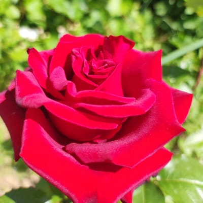The image shows a close-up of a vibrant red rose in bloom. The rose has many tightly packed petals, with the outer petals beginning to unfurl. The texture of the petals appears velvety. The background is softly blurred with green foliage, suggesting the rose is outdoors in a garden setting. There are no people or specific landmarks visible to indicate a location in Navoloki, Russia. The lighting suggests it is daytime, possibly sunny, with shadows present within the rose's folds.