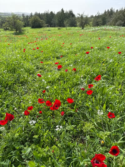 The image displays a wide, open field located within the Modiin-Maccabim-Reut area of Israel. The foreground and midground are densely covered with vibrant green grass and various wild herbaceous plants. Numerous bright red anemone flowers (kalanit) are scattered throughout the field, prominent against the green foliage. Smaller clusters of white flowers and occasional yellow blossoms are also visible among the red. In the background, a dense line of dark green trees, likely conifers, forms a natural border to the field. Above the trees, the sky appears light grey and hazy. On the far left horizon, indistinct structures resembling distant utility towers or infrastructure can be faintly discerned. The scene depicts a natural, undeveloped landscape consistent with the peripheral areas, parks, or open valleys within Modiin-Maccabim-Reut, characterized by springtime flora. No people or animals are visible.