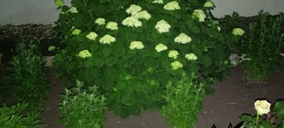 The image depicts a garden scene at night, illuminated by an artificial light source. In the foreground, a prominent cluster of white and pale green hydrangea flowers dominates the frame, their blossoms dense and rounded. The hydrangeas are surrounded by lush, dark green foliage. To the left and right of the hydrangeas, there are other green plants with feathery leaves, appearing less vibrant in the low light. In the far right of the image, a single pale yellow rose is visible, its petals slightly open. The ground is covered with dark soil and mulch. In the background, a textured wall is partially visible, and beyond that, a hint of a gravel path or debris. The overall setting suggests a private garden. The image does not contain any people or animals. There are no identifiable landmarks that would specifically pinpoint the location to Kirsanov, Russia; it is a generic garden scene.