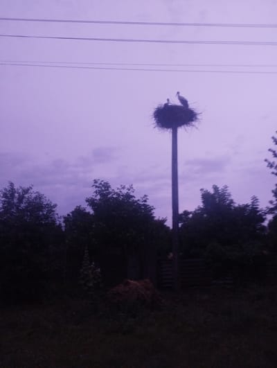 The image depicts a stork's nest on a tall pole, set against a dusky, purple sky with visible clouds and power lines overhead. Two storks are perched in the nest. Below the nest, the silhouette of trees can be seen, with a dark foreground indicating ground or grass. To the right and slightly left of the pole, there are stacks of hay or straw. In the background, a dimly lit fence or structure is visible. The overall scene is set in an outdoor, possibly rural or semi-rural, environment. The image is in the city of Bilany, Ukraine.