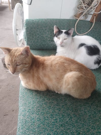 Two cats are resting on a green upholstered bench. In the background, a washing machine is visible with its door open. A coiled rope hangs from a wooden support on the right side of the image. The scene appears to be located outdoors, possibly in a yard or patio area, with a concrete floor. The precise location in the city of Bilany, Ukraine, is not discernible from the image itself.