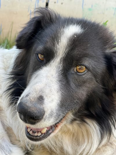 The image is a close-up, eye-level shot of a black and white dog lying down outdoors. The dog's head is the primary focus, with its amber eyes looking directly at the camera. The dog has a black nose and visible teeth, with its mouth slightly open. The background consists of an out-of-focus light-colored wall with some blue and green markings, and hints of green grass to the left. The lighting is natural, suggesting it is daytime. The image does not depict any specific urban features that would indicate its location in Сям-Можга, Russia, or any other city.