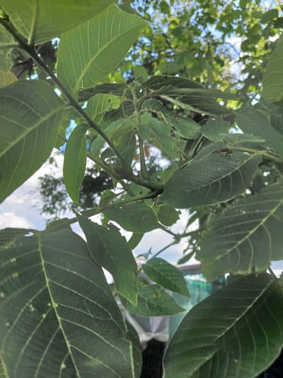 The image is a close-up, low-angle shot of lush green leaves from a tree, likely taken outdoors in Hlushky, Ukraine. The leaves are broad with prominent veins, some showing minor damage such as small holes or frayed edges. The foreground is dominated by these dark green leaves, with a thin, dark branch visible running through the center. In the background, dappled sunlight filters through other foliage and the blue sky, creating a soft bokeh effect. A blurred green mesh structure is partially visible at the bottom right, and some indistinct white plastic sheeting is seen in the lower left. The overall impression is of natural foliage against a bright, possibly partly cloudy sky, with a hint of human-made structures in the background.