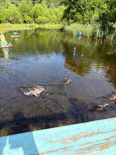 In the city of Kul'dur, Russia, a body of water is observed with several ducks swimming. In the foreground, a portion of a weathered turquoise wooden railing is visible. The water is dark and appears shallow, with submerged vegetation visible beneath the surface. In the midground, a few ducks are scattered across the water, with one duck actively splashing as it swims. To the left, a colorful, cartoonish structure resembling a castle is partially submerged at the water's edge, with a few more ducks gathered on it. Further back, along the opposite bank, dense green trees and reeds form a natural boundary. A blue figure, possibly a scarecrow or a decoration, stands partially submerged amongst the reeds. The sky is bright and appears to be daytime, with sunlight reflecting off the water.
