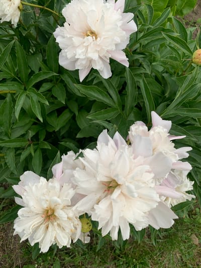 This is a close-up, overhead shot of several white peonies in bloom, set against a backdrop of lush, dark green foliage. The flowers are in various stages of opening, with delicate, ruffled petals. Some petals show slight pink tinges at their edges. The foreground features a cluster of three fully bloomed peonies, one of which is partially obscured by another. To the upper left, another peony is visible, also in full bloom. The background is filled with the dense leaves of the peony plants, with hints of soil and sparse green grass at the bottom. A single, closed peony bud, tinged with yellow and green, is present on the right side of the image. The lighting is even, suggesting an overcast day or shaded location. The image appears to be a photograph taken in a garden setting, possibly in the vicinity of Орлеўскі сельскі Савет, Belarus, given the context of the request, but this cannot be definitively confirmed from the image alone. There are no people or animals visible in the scene.