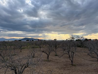 The image depicts an extensive orchard of bare, deciduous trees under a heavily overcast sky in Aegina, Greece. The foreground and midground are dominated by numerous dormant trees with dark, gnarled branches, planted in rows on dry, reddish-brown soil. Black irrigation hoses are visible lying on the ground among the trees. In the background, beyond the orchard, a narrow strip of land features scattered residential buildings with red roofs and some green foliage, including palm trees. This land borders a body of water, identifiable as the Saronic Gulf, where a large white vessel is faintly visible. Distant, hazy mountains rise from the far side of the water. The sky is filled with dense, grey clouds, but crepuscular rays of golden sunlight penetrate through gaps in the clouds near the horizon, particularly towards the right, suggesting either sunrise or sunset. No individuals or active subjects are present.