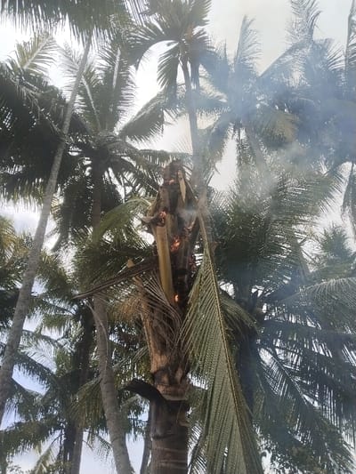 In Jambo Dalam, Indonesia, a tall palm tree is depicted actively burning. Flames are visible approximately midway up the trunk of the primary subject tree, emitting a dense plume of white-gray smoke that ascends and disperses into the surrounding atmosphere. Numerous other mature palm trees, characterized by long, slender trunks and green fronds, are densely arrayed in the background and immediate vicinity. The sky overhead appears bright and is partially obscured by the tree canopy. No individuals or additional discernible objects are present within the frame. The scene documents an isolated arboreal combustion event within a palm grove.