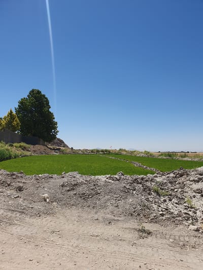 The image depicts a rural scene with a bright blue sky. In the foreground, a dirt path is visible with scattered rocks and dry vegetation. Behind the path, there is a cultivated field of vibrant green crops, possibly rice paddies, bordered by low earthen walls. To the left of the field, a tall, mature tree with lush green foliage stands prominently, with a smaller, yellow-leaved tree beside it. A grey concrete wall runs along the edge of the field, behind which a hillside with rocky outcrops and sparse vegetation can be seen. In the distance, the landscape transitions to dry, golden fields and further off, a hazy horizon suggests rolling hills or mountains. The overall impression is of an agricultural area under a clear, sunny sky. The location is identified as Kheyrabad, Iran.