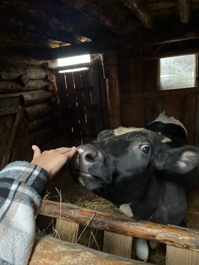 An adult hand with a grey and white plaid sleeve is reaching into a rustic, wooden barn structure in the village of Baldeyka, Russia. The hand is lightly touching the nose of a black and white cow. The cow is looking towards the camera with a curious expression. The barn interior is dimly lit, with visible wooden beams, logs, and hay on the floor. Natural light streams in from an opening at the top of the barn and through a window on the right side.