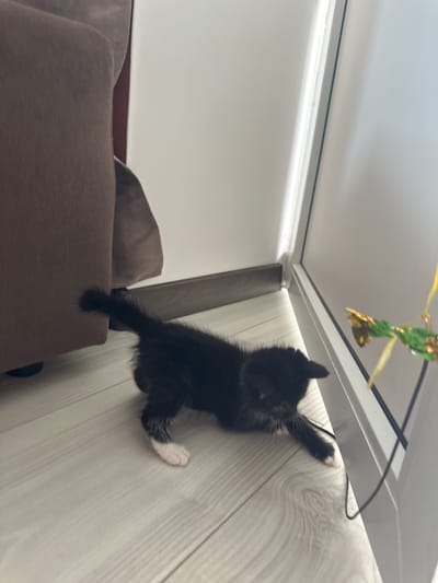 A black and white kitten is playing with a toy on a wooden floor inside a room. The kitten is on its belly, with its front paws extended towards a colorful toy that dangles from a string. The kitten has white paws. To the left of the kitten is a large, brown upholstered piece of furniture, possibly a sofa or armchair. The background consists of a white wall and a large window or glass door. The lighting suggests it is daytime, with natural light illuminating the scene. The location in the city of Новое, Russia is not discernible from the image.