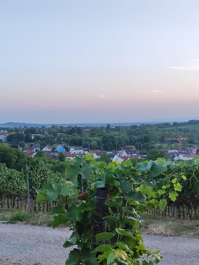 A vineyard in Offenburg, Germany, is pictured at dusk. In the foreground, lush green grapevines with large leaves dominate the right side of the frame. A rough, gravel path runs diagonally from the bottom left towards the middle of the image, separating the foreground vines from rows of more distant vines. Beyond the vineyard, a small town with red- and white-roofed houses is nestled amongst dense green trees. A bright orange construction crane is visible in the middle ground. The sky above transitions from a soft pale blue at the top to a delicate pinkish hue near the horizon, indicating the late hour. The overall scene is tranquil, with the natural beauty of the vineyard and the quietude of the twilight over the town.