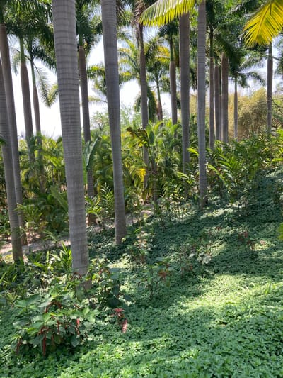 The image depicts a vertical shot of a tropical landscape, potentially located in or near Tehuixtla, Mexico. It features a linear arrangement of tall, gray-barked palm trees. These trees extend upwards into the sky, with their green fronds visible at the top. The ground cover is dominated by a dense, lush green vegetation, possibly a type of ground cover plant. Interspersed with the palm trees are other varieties of green foliage, contributing to the dense vegetation. The lighting suggests a daytime scene.