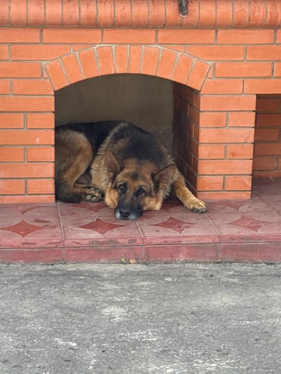 A German Shepherd dog is resting inside a brick structure with an arched opening. The dog is lying on its side, with its head resting on the ground. The dog is brown and black, with a long snout and floppy ears. The brick structure is made of red bricks and has a tiled floor. The scene is outdoors, with a gray asphalt surface in the foreground.