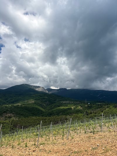 The image depicts a vineyard in the foreground, with young grapevines supported by metal stakes and wires. The soil is a reddish-brown, rocky earth. Beyond the vineyard, rolling green hills covered in dense vegetation rise steeply. In the mid-ground, a few scattered trees and some agricultural terraces are visible. Further in the distance, a range of imposing mountains forms the backdrop. The sky is dramatic, filled with heavy, dark grey clouds that cast shadows over the landscape. A single power line tower with a small blue and white structure on top can be seen on the side of the mountain in the mid-ground. The overall scene suggests a rural or mountainous landscape under a cloudy sky.