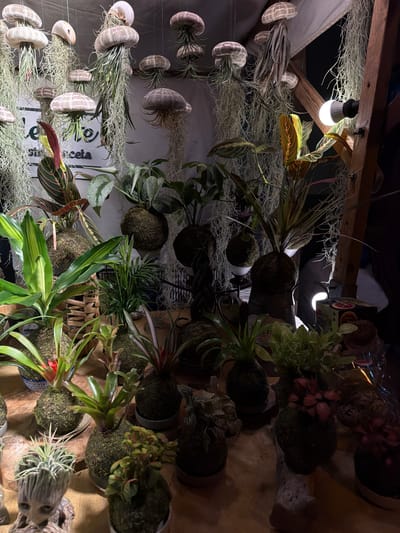 The image depicts a display of various plants, likely for sale, possibly at a market or shop. The location is inferred to be in Burjassot, Spain. Some plants are suspended from a wooden structure by strings, featuring air plants emerging from sea urchin shells with trailing Spanish moss. Other plants are arranged on a table, including bromeliads, maranta, and other foliage, many displayed in kokedama style (moss balls) or small containers. Artificial lighting illuminates the display. No people are visible. The environment suggests an indoor setting or a covered outdoor space.