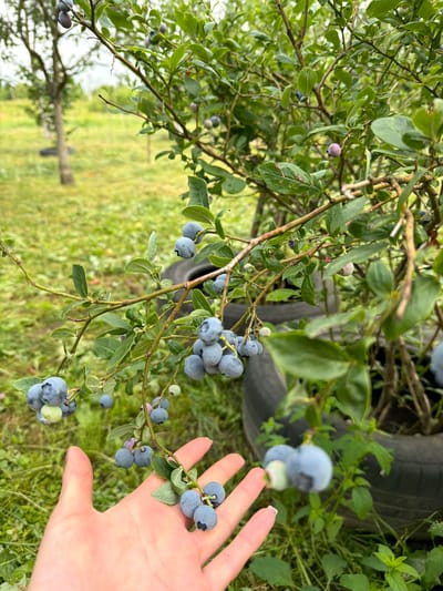 A hand with light skin and short fingernails is shown in the foreground, reaching towards a blueberry bush. The bush is laden with ripe blueberries, some of which are resting on the palm of the hand. The background features a grassy field, trees, and large black tires used as planters. The scene appears to be outdoors in a rural or agricultural setting, potentially a blueberry farm.