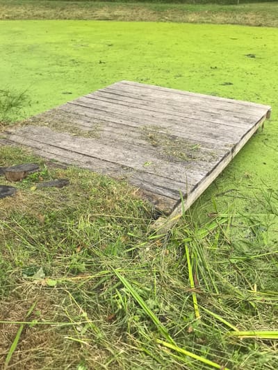 A rustic wooden dock extends from a grassy bank into a pond covered with bright green algae. The dock is made of weathered planks, with some grass and debris scattered on its surface. The pond is a vibrant green, suggesting a healthy aquatic ecosystem. The surrounding area is lush with green grass and some taller reeds near the water's edge. The scene appears peaceful and natural, typical of a rural setting. The location is Камянюцкі сельскі Савет, Belarus.