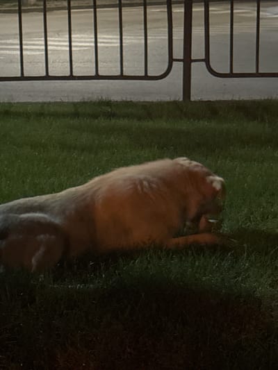 A medium shot, taken outdoors at night in Popovo, Bulgaria, shows a dog lying on a patch of grass next to a fence. The dog is light brown and appears to be a medium-sized breed. It is lying on its side with its head resting on the grass, and its eyes are closed. The fence is made of dark metal bars, and the grass is green and appears to be well-maintained. The lighting in the image is dim, suggesting that it was taken at night, and there is no visible text in the image. The overall scene is peaceful and serene, with the dog appearing to be relaxed and comfortable.