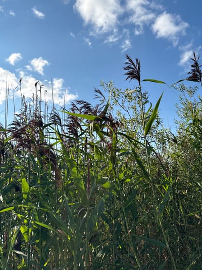 The image depicts a dense growth of tall, green reeds and cattails against a backdrop of a bright blue sky dotted with white, fluffy clouds. The reeds are predominantly green, with some stalks showing dark, reddish-brown feathery tops. The lighting suggests it is daytime, with sunlight casting shadows and highlighting the textures of the plants. The view is from a low angle, looking upwards through the vegetation towards the sky. There are no people or animals visible in the frame. The scene appears to be a natural or semi-natural environment, possibly a marshy area or the edge of a body of water, consistent with the general geography of Zamost'e, Russia, which is known for its natural landscapes and proximity to water bodies.