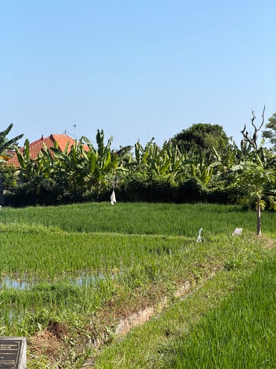 This image captures a vibrant rural scene in Buleleng, Indonesia, likely a rice paddy field. The foreground is dominated by lush green rice stalks, some partially submerged in water, creating a reflective surface. A narrow irrigation ditch runs diagonally across the middle ground, lined with dry earth and scattered green foliage. Behind the rice fields, a dense line of banana trees and other lush vegetation forms a natural barrier. Peeking through the trees are the terracotta-tiled roofs of several houses. A small, white flag or piece of fabric hangs from a pole in the middle of the field, possibly serving as a scarecrow or marker. In the background, the sky is a clear, brilliant blue. The overall impression is one of a peaceful agricultural landscape under a bright, sunny day.