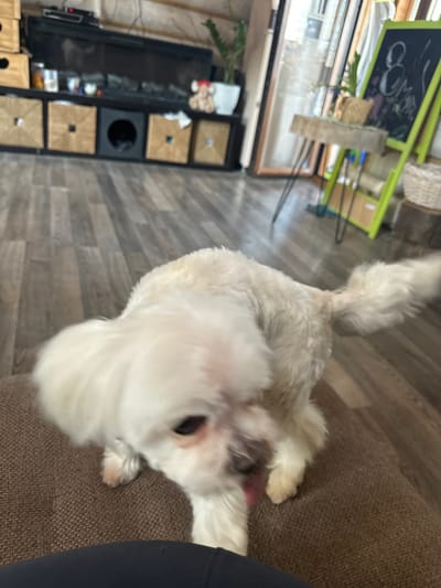 This image captures an indoor scene, described as being in Matveevskoe, Russia. A small, white-furred dog, possibly a Maltese or similar breed, occupies the immediate foreground, positioned on a brown, textured upholstered surface. The dog's head is lowered, and its tongue is slightly extended, suggesting it is licking or panting. Partially visible beneath the dog is a dark blue or black fabric, indicating the presence of an unseen individual, likely seated. The floor is covered with dark wood laminate planks. In the background, a black modular shelving unit contains five light-brown woven storage baskets and one open, dark compartment. A television or monitor is mounted above this unit, which also displays a small stuffed animal wearing a red hat and a potted plant. To the right, a small round wooden table with black hairpin legs holds a plant and a basket. Further right, a green-framed blackboard with white chalk markings stands upright next to a large woven basket on the floor. A blurred glass door or window on the far right reveals vertical elements beyond. The lighting is bright and even.