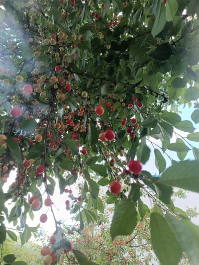 The image captures an upward view into the dense canopy of a cherry tree in Dobrodan, Bulgaria, under bright daylight. The tree is heavily laden with numerous cherries in various stages of ripeness. Many fruits appear light green and yellow, indicating an earlier stage of development, while others display vibrant red hues, signifying ripening. Lush green leaves of varying sizes fill the frame, with sunlight filtering through them, creating bright patches and a subtle lens flare in the upper left quadrant of the main image.
Thick branches crisscross the view, supporting the abundant fruit. In the background, glimpses of a bright, possibly partly cloudy sky (light blue and white) are visible through the foliage. Some crops also hint at other trees or shrubbery with smaller, less defined fruit in the distance, suggesting an orchard or a garden setting rich in cherry trees. A light-colored structure or wall can also be seen partially in the background of some cropped views.
No people are visible in the image, and no specific activity is taking place other than the natural process of fruit growth and ripening. The scene conveys a sense of natural bounty and the beauty of nature during a productive season, likely late spring or early summer. There is no visible text.