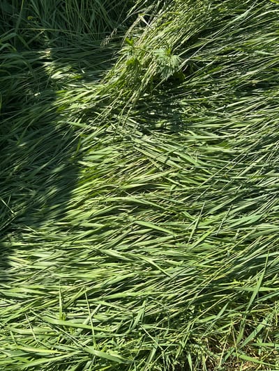 The image shows a dense, green field of freshly cut grass or hay. The blades are long, slender, and lie in various directions, creating a textured surface. Sunlight casts shadows across the grass, highlighting the individual strands and adding depth to the scene. There are some hints of taller, uncut plants mixed in, particularly in the upper left and upper right sections of the image. The environment appears to be an outdoor agricultural or natural setting, possibly a meadow or field. There are no people, animals, or man-made objects visible in the image. The location within Jrarat, Armenia, is not specified by any visual cues in the image itself.