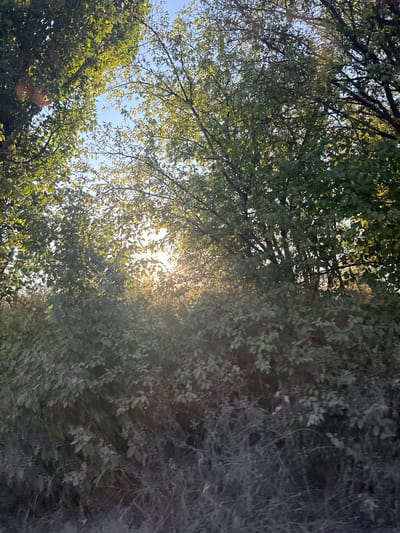 The image depicts a sun-dappled scene of dense foliage and trees, with the sun's rays filtering through the leaves, creating a bright glow. The foreground is occupied by a thicket of dry, greyish vegetation, possibly grasses and weeds, contrasting with the lush green leaves of the trees and bushes. The trees, with their branches and leaves, dominate the upper portion of the image, framing a clear blue sky visible in the gaps. The lighting suggests it is either early morning or late afternoon. The image is an outdoor scene, likely in a natural or semi-natural environment.