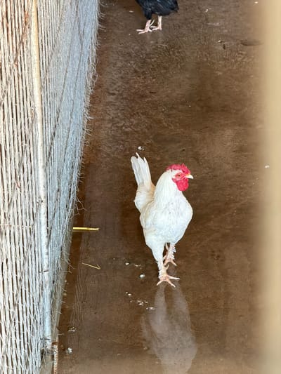 A white rooster with a red comb stands on a wet, brown dirt floor. A metal fence with vertical bars is to the left of the rooster. In the upper portion of the image, a black chicken is visible. The environment appears to be an outdoor enclosure, possibly a farm or coop. There is no indication of the city of Zagora, Montenegro.