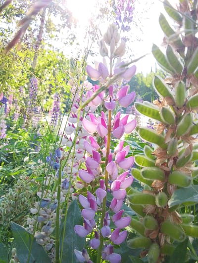 This image captures a close-up view of lupine flowers in bloom. The foreground is dominated by several stalks of pink and purple lupines, with some already developing seed pods. To the right, a stalk of green, fuzzy seed pods is prominent, with the individual pods clearly visible. In the background, a dense garden of lupines in various shades of purple and white creates a blurred tapestry of color, interspersed with lush green foliage. Sunlight filters through the leaves and flowers, creating lens flare and highlighting the delicate details of the blossoms and seed pods. The overall impression is one of a vibrant, sun-drenched garden. The provided crops help to focus on specific areas of the image, revealing the texture of the seed pods, the intricate structure of the lupine flowers, and the dappled sunlight filtering through the leaves. There are no people or animals visible in the image.