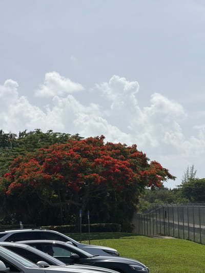 In Dania Beach, Florida, USA, a vibrant tree with bright red flowers dominates the center of the image, contrasted against a pale, cloudy sky. The tree's branches spread widely, creating a canopy of green foliage interspersed with the striking red blossoms. In the foreground, several cars are parked on a grassy area, with the roofs and upper portions of at least three vehicles visible. A chain-link fence runs along the right side of the scene, separating the grassy area from a more densely vegetated background. Parking signs are visible near the flowering tree. The overall impression is an outdoor scene bathed in natural light, likely during the daytime.