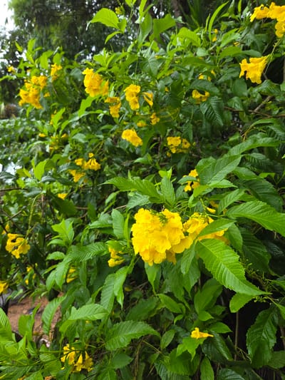 A dense, vibrant bush of yellow flowers and lush green foliage is pictured outdoors, likely in a natural or garden setting. The bush is heavily laden with clusters of bright yellow, trumpet-shaped flowers. The leaves are a deep green, some appearing shiny and possibly wet, suggesting recent rain or dew. The background consists of darker green trees and foliage, creating a sense of depth and an outdoor environment. There are no people or animals visible in the image. The scene appears to be located in Koh Toch Village, Cambodia.