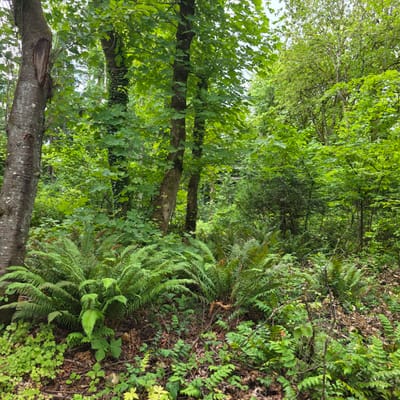 The image depicts a lush, green forest floor with abundant ferns, leafy undergrowth, and several trees. A large, rough-barked tree trunk is prominent on the left side of the frame, showing signs of damage with a large, exposed area of wood. Behind it, other trees with green leaves create a dense canopy. The ground is covered in fallen leaves and twigs, with vibrant green plants growing among them. The overall scene suggests a natural, somewhat wild environment. While the image itself does not provide specific clues to its location within Portland, Oregon, it is consistent with the typical appearance of forested areas found in parks and natural spaces within the city.