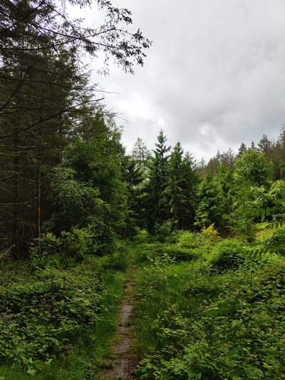 The image depicts a woodland scene near Mettlach, Germany. A narrow dirt path winds through lush green foliage, including various shrubs, grasses, and trees. The tree canopy partially obscures a gray, overcast sky. The vegetation is dense, suggesting a natural, uncultivated area. No people or animals are visible.